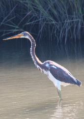 tri-color heron
